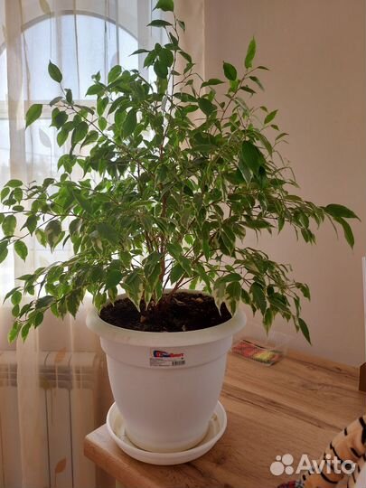 Фикус бенджамина