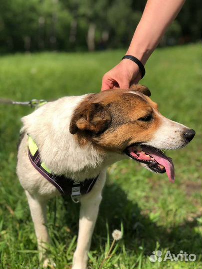 Домашняя собачка попала в приют