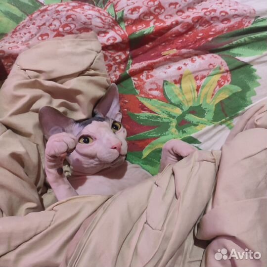 Канадский сфинкс