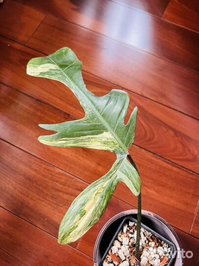 Филодендрон маска вариегатная