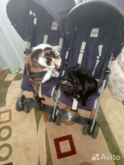 Двухместная коляска трость Inglesina