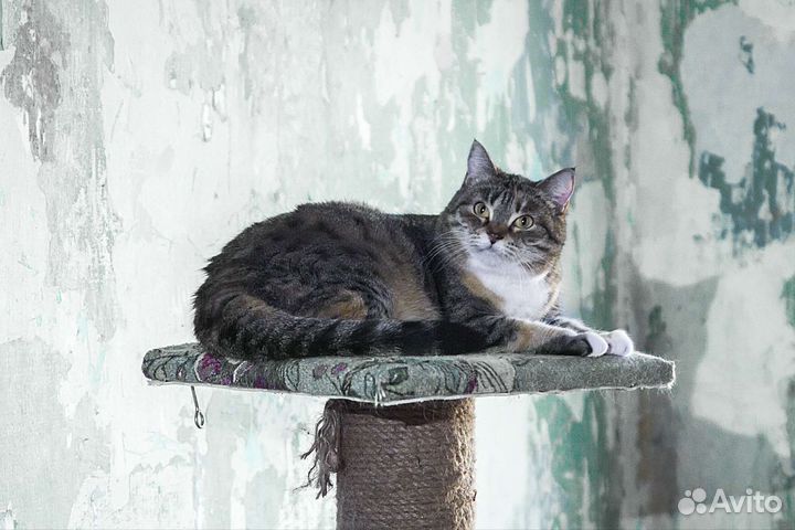 Кошка в дар бесплатно