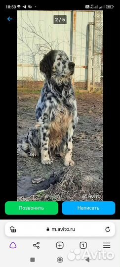 Собаки щенки