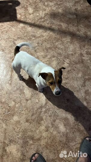 Вязка кобель джек рассел