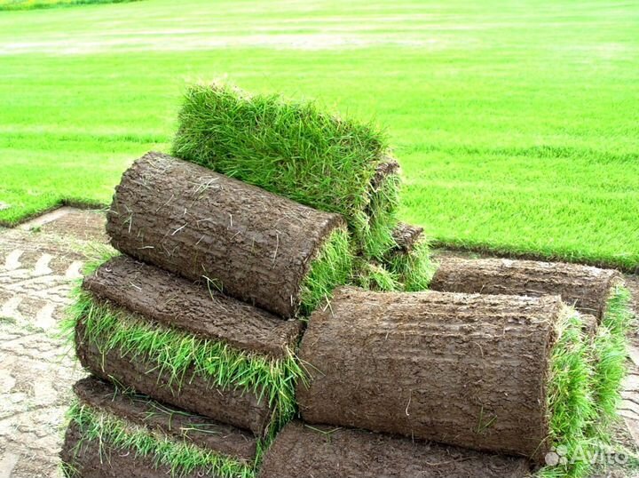 Рулонный газон под ключ