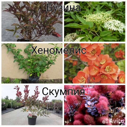 Саженцы декоративных растений