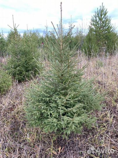 Ель обыкновенная
