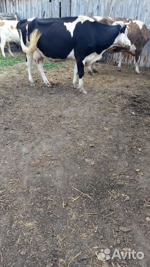 Продам коров