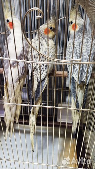 Попугай Корелла птенцы