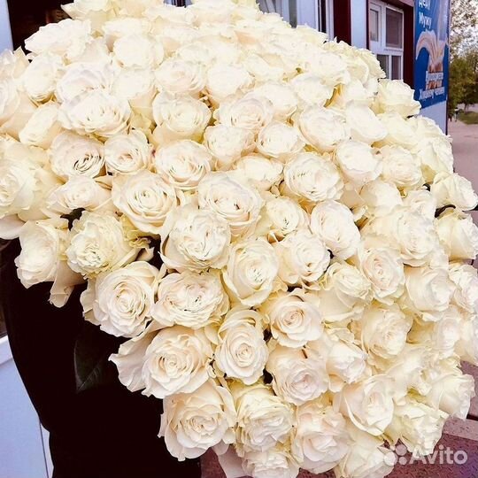 101 роза цветы букеты доставка 25 51 101 роза