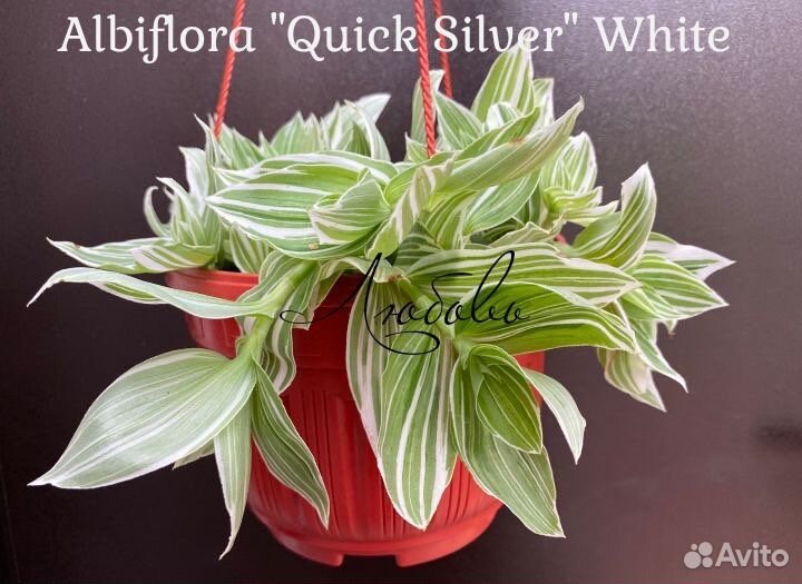 Традесканция