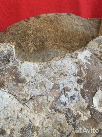 Окаменелость