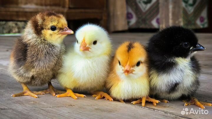 Цыплята суточные