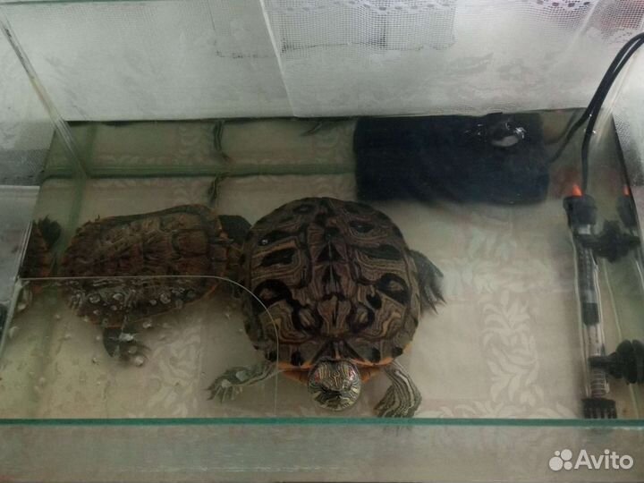 2 красноухие черепашки