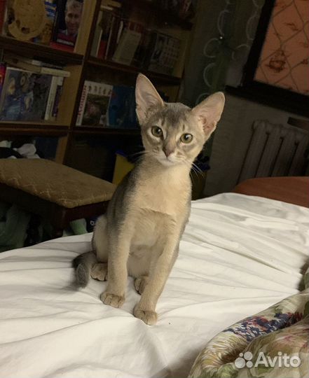 Чемпион Абиссинский кот Вязка