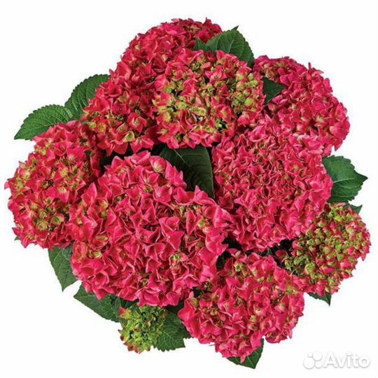 Гортензия крупнолистная саженцы
