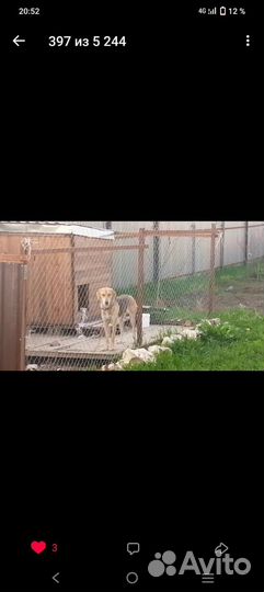 Щенки русской гончей