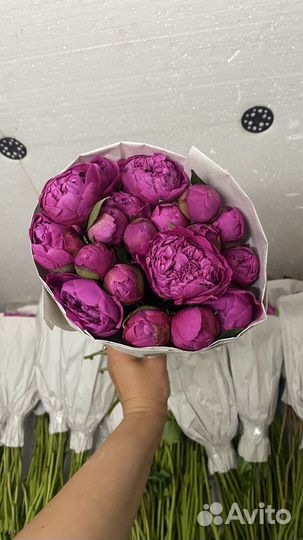 Пионы в наличии. Как опт так и розница. Букеты