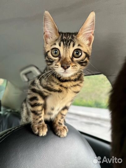 Бенгальская кошка
