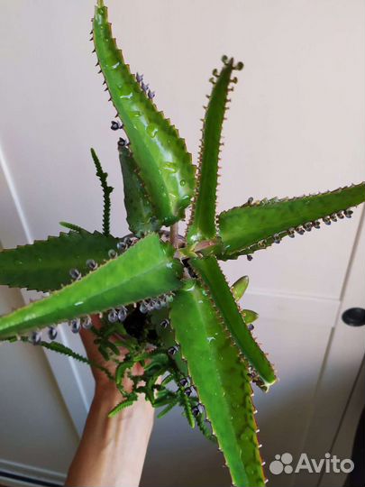 Каланхоэ лекарственный Дегремона