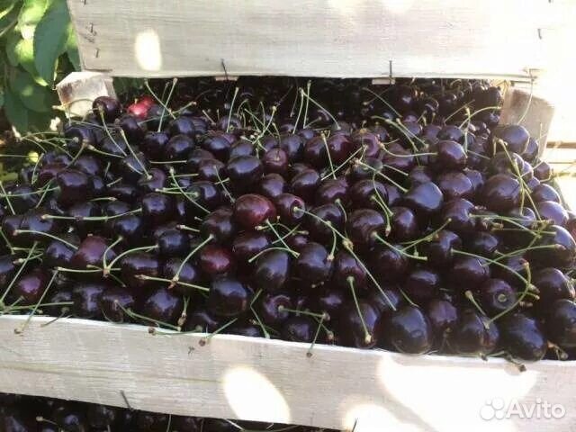 Саженцы Черешни