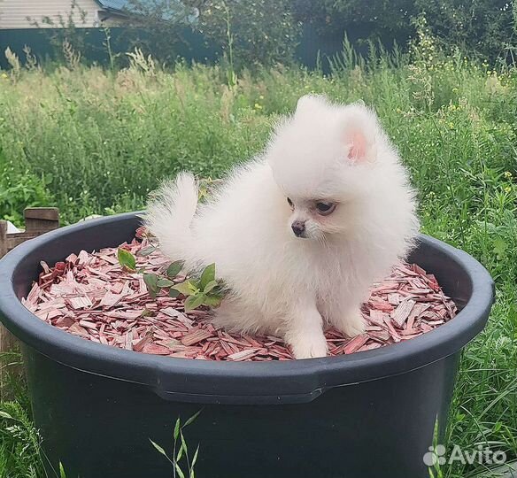 Померанский шпиц