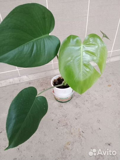 Монстера, папоротник нефролепис, фикусы