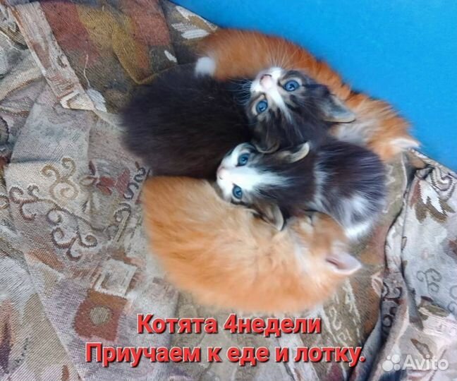 Кошка в дар бесплатно