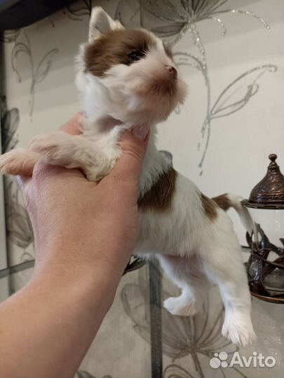 Леди шоко бери