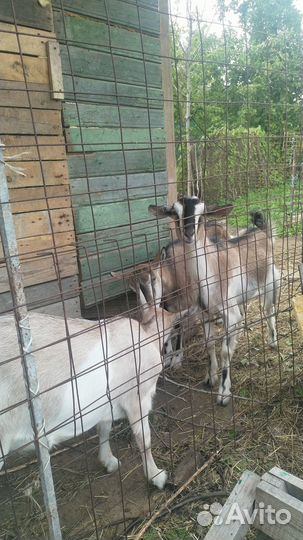 Молоко козье