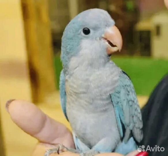 Попугай калита- монах- квакер