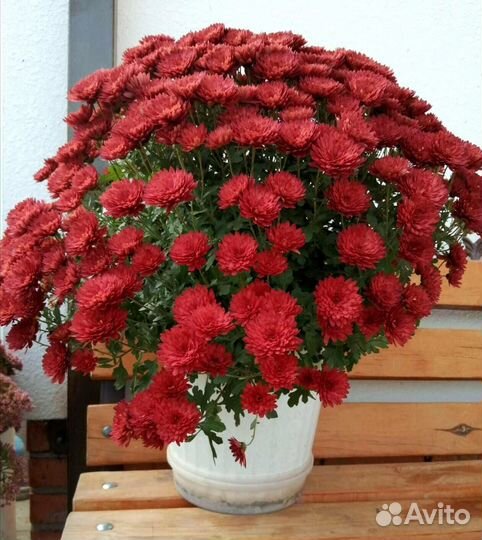 Хризантема мультифлора