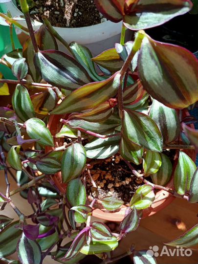 Традесканция зебрина