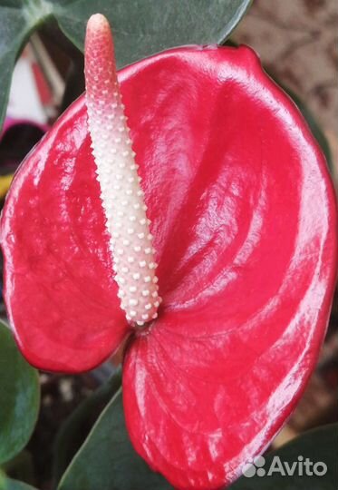 Антуриум Буггати ред