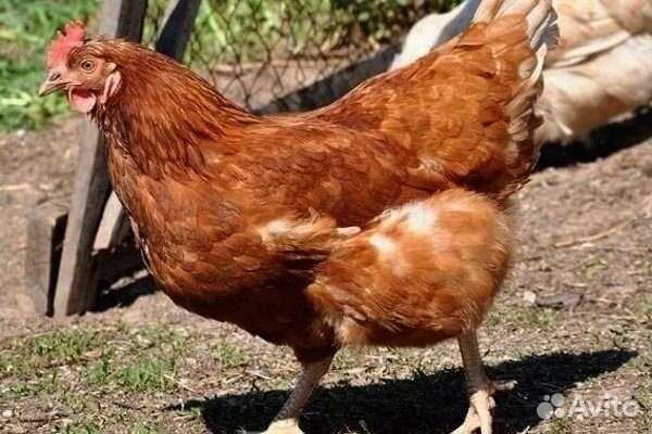Куры несушки