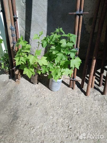 Саженцы черной,белой,красной смородины