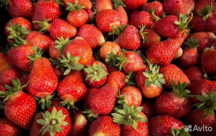 Продаю саженцы