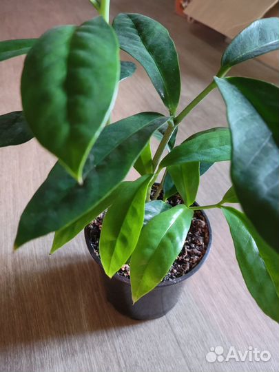 Замиокулькас, каладиум, спатифилум