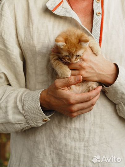 Котята в добрые руки бесплатно