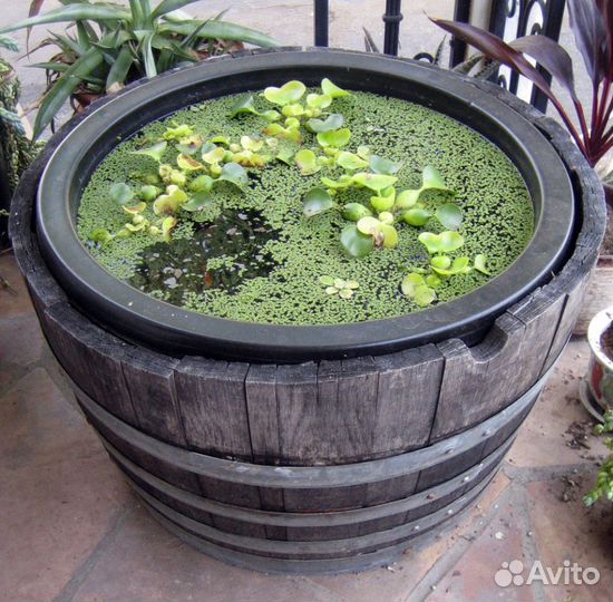 Продаю гамбузии