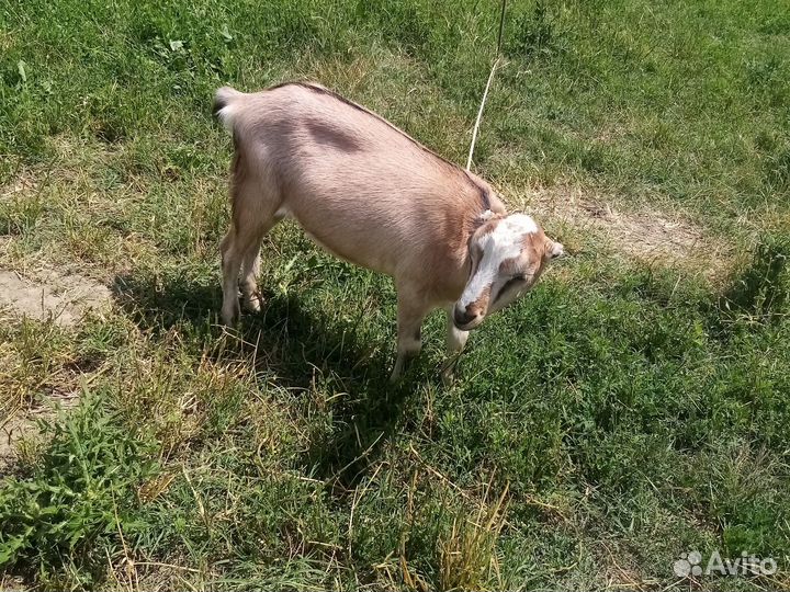 Козы ламанча