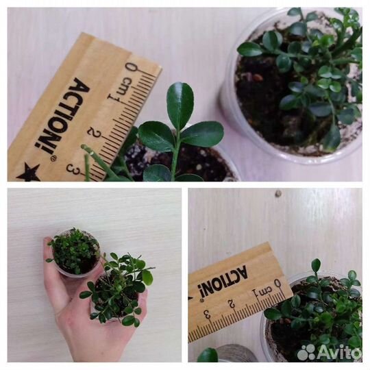 Мурайя мин а мин дварфт, мин а мин Компакта и друг