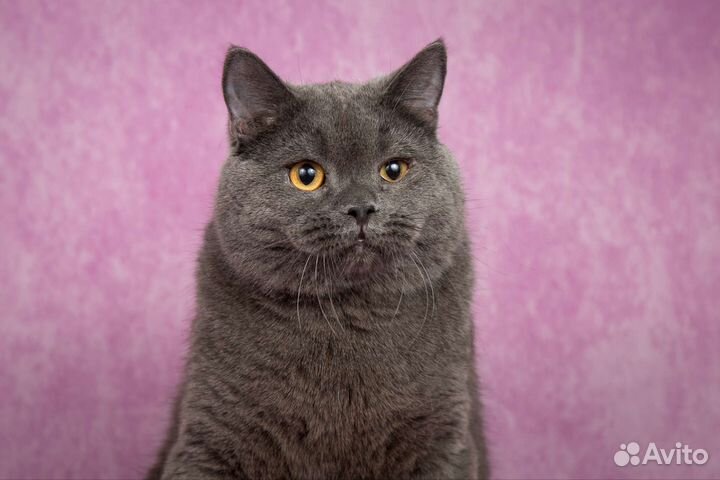 Британский кот-инвалид ищет свою семью