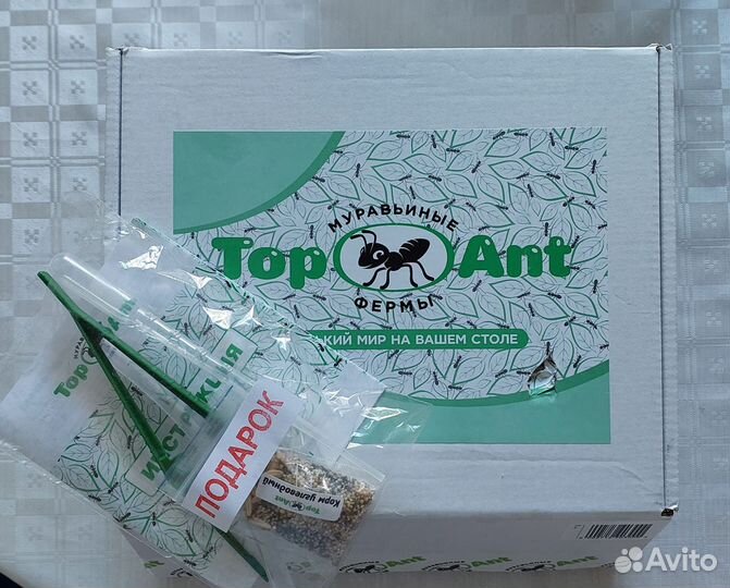 Формикарий с муравьями (муравьиная ферма)