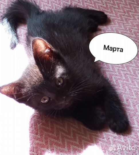 Кошечка Марта