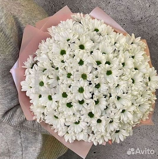 Хризантема Цветы Доставка