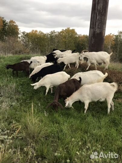 Козы козлята