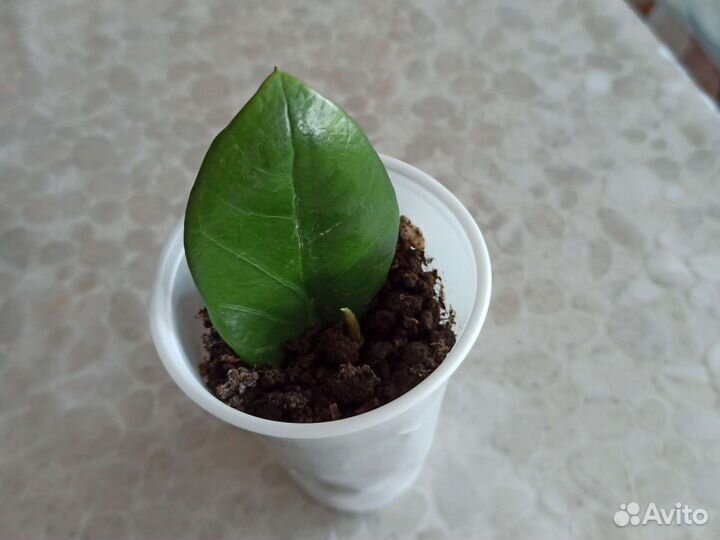 Замиокулькас