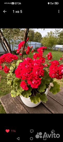 Пеларгонии сортовые