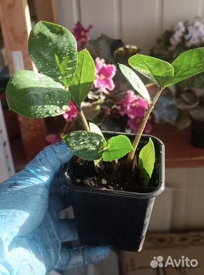 Замиокулькас